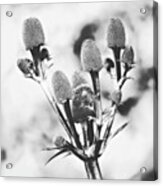 Eryngium
#flower #flowers Acrylic Print