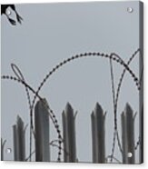 Escape To Freedom Acrylic Print