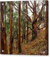 Eucalyptus Grove In California Acrylic Print