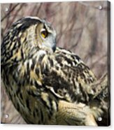 Eurasian Eagle-owl Looking Backward Acrylic Print