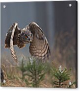 Eurasian Eagle-owl Acrylic Print