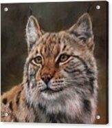 Eurasian Lynx Acrylic Print