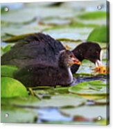 Eurasian Or Common Coot, Fulicula Atra, Duck And Duckling Acrylic Print