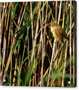 Eurasian Reed Warbler, Acrocephalus Scirpaceus Acrylic Print