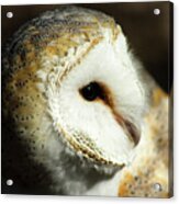 European Barn Owl Acrylic Print