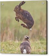 European Hares Boxing Acrylic Print