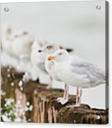 European Herring Gulls In A Row Acrylic Print