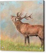 European Red Deer Acrylic Print