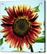 Evening Sun Sunflower 2016 #1 Acrylic Print