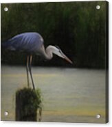 Ever Vigilant - The Great Blue Heron Acrylic Print
