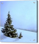 Evergreen Offspring P D P Acrylic Print