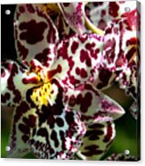 Exotic Orchids Of C Ribet Acrylic Print