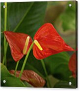 Exotic Tropical Dream Garden - Hot Red Hearts And Lush Greens Acrylic Print