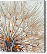 Exploring Wispy Acrylic Print