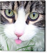 Expressive Maine Coon Photo A6217 Acrylic Print