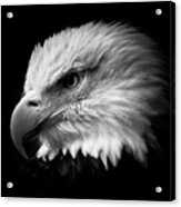 Eye Of The Eagle Bw Acrylic Print