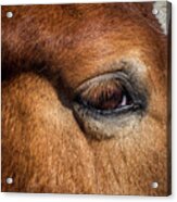Eye Of The Horse Acrylic Print