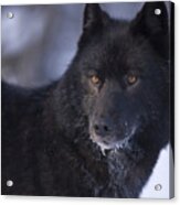 Eyes Of A Black Wolf Acrylic Print