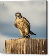 Faa American Kestrel Acrylic Print