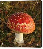 Fairy Tale Mushroom Acrylic Print