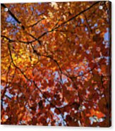 Fall 2010 14 Acrylic Print