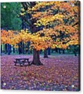 Fall Canopy Acrylic Print