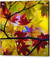 Fall Color - Japanese Maple Acrylic Print