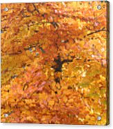 Fall Colors Acrylic Print