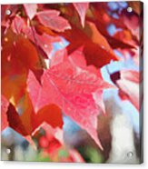 Fall Colors Oil Acrylic Print