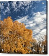 Fall Foliage And Beautiful Blue Skies Acrylic Print