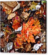 Fall Leaves One Acrylic Print