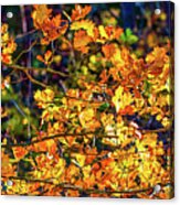 Fall Light #e2 Acrylic Print