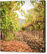 Fall Vineyards Acrylic Print