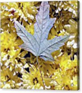 Fallen Leaf On Mums Acrylic Print