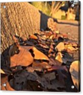 Fallen Leaves! Just Makes You Remember Acrylic Print