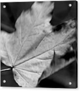 Falling Leaf In Black And White Acrylic Print