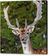 Fallow Deer Buck A Closeup Acrylic Print