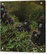 Family Of Gorillas Acrylic Print