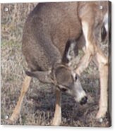 Fawn Acrylic Print