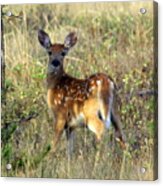 Fawn Acrylic Print