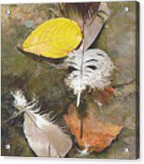 Feathers And Leaves Acrylic Print