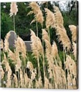 Feathers Acrylic Print