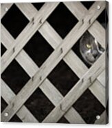 Feline Fence Acrylic Print