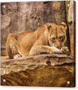 Female African Lion, Snack Time Acrylic Print