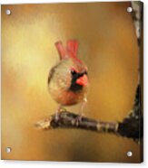 Female Cardinal Excited For Spring Acrylic Print