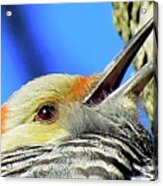 Female Red-bellied Woodpecker Close Up Acrylic Print