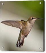 Female Ruby Throated Hummingbird Acrylic Print