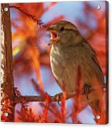 Female Sparrow Singing, Montreux, Switzerland Acrylic Print