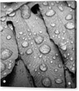 Fern Drops In Black And White Acrylic Print