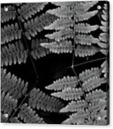Ferns Acrylic Print